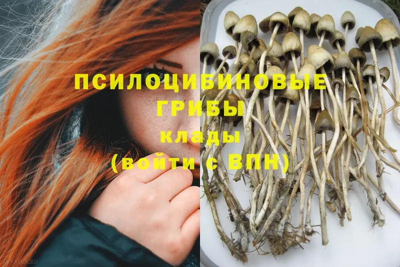 Псилоцибиновые грибы Psilocybine cubensis  Сафоново 